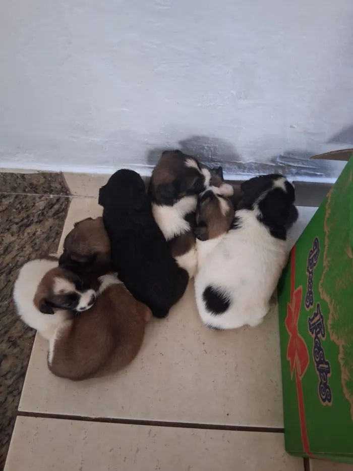 Cachorro raça SRD-ViraLata idade Abaixo de 2 meses nome Varios