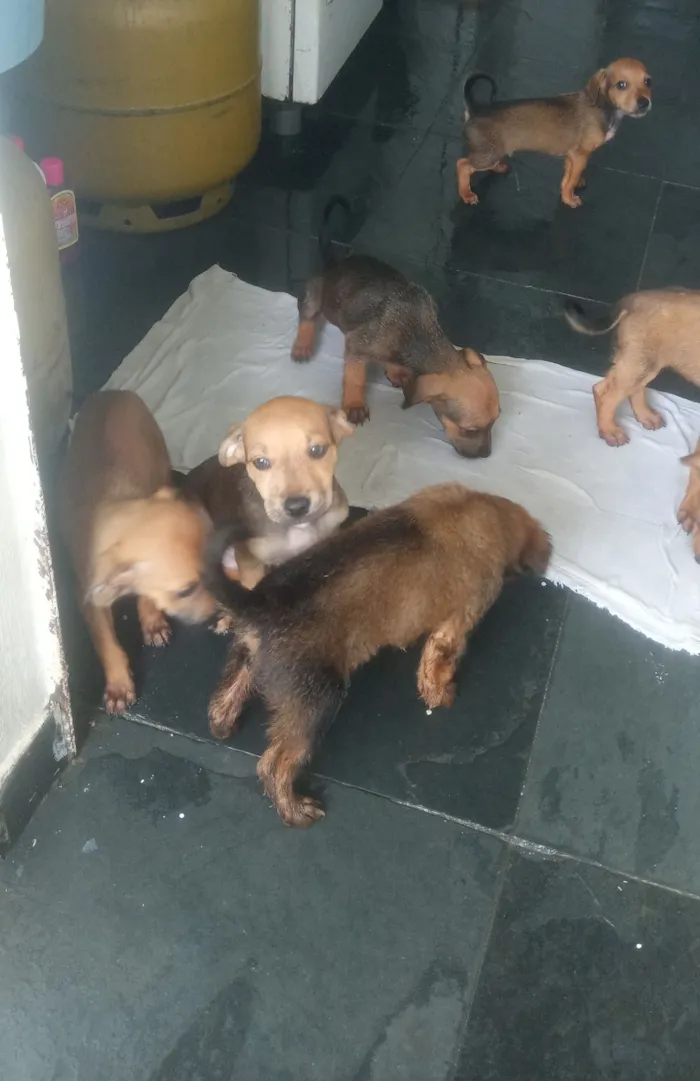 Cachorro raça SRD-ViraLata idade 2 a 6 meses nome Sem nome