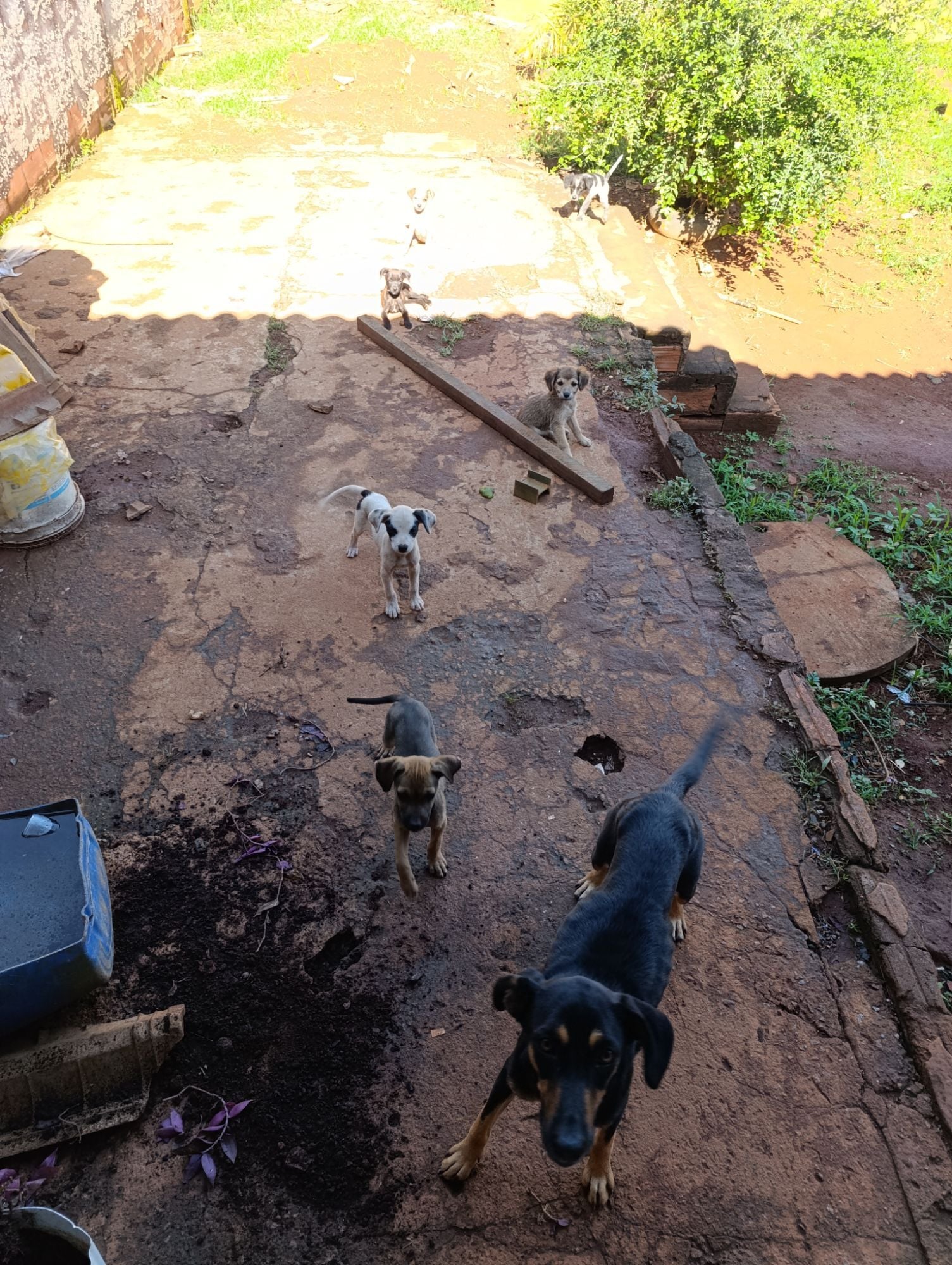 Cachorro raça SRD-ViraLata idade 2 a 6 meses nome Sem nome 