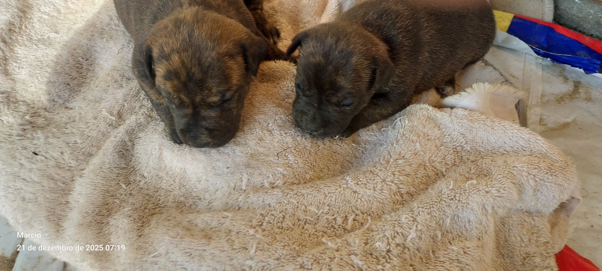 Cachorro raça SRD-ViraLata idade Abaixo de 2 meses nome 1 macho e 1 fêmea com 25 dias