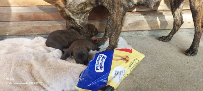 Cachorro raça SRD-ViraLata idade Abaixo de 2 meses nome 1 macho e 1 fêmea com 25 dias