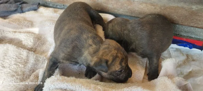 Cachorro raça SRD-ViraLata idade Abaixo de 2 meses nome 1 macho e 1 fêmea com 25 dias