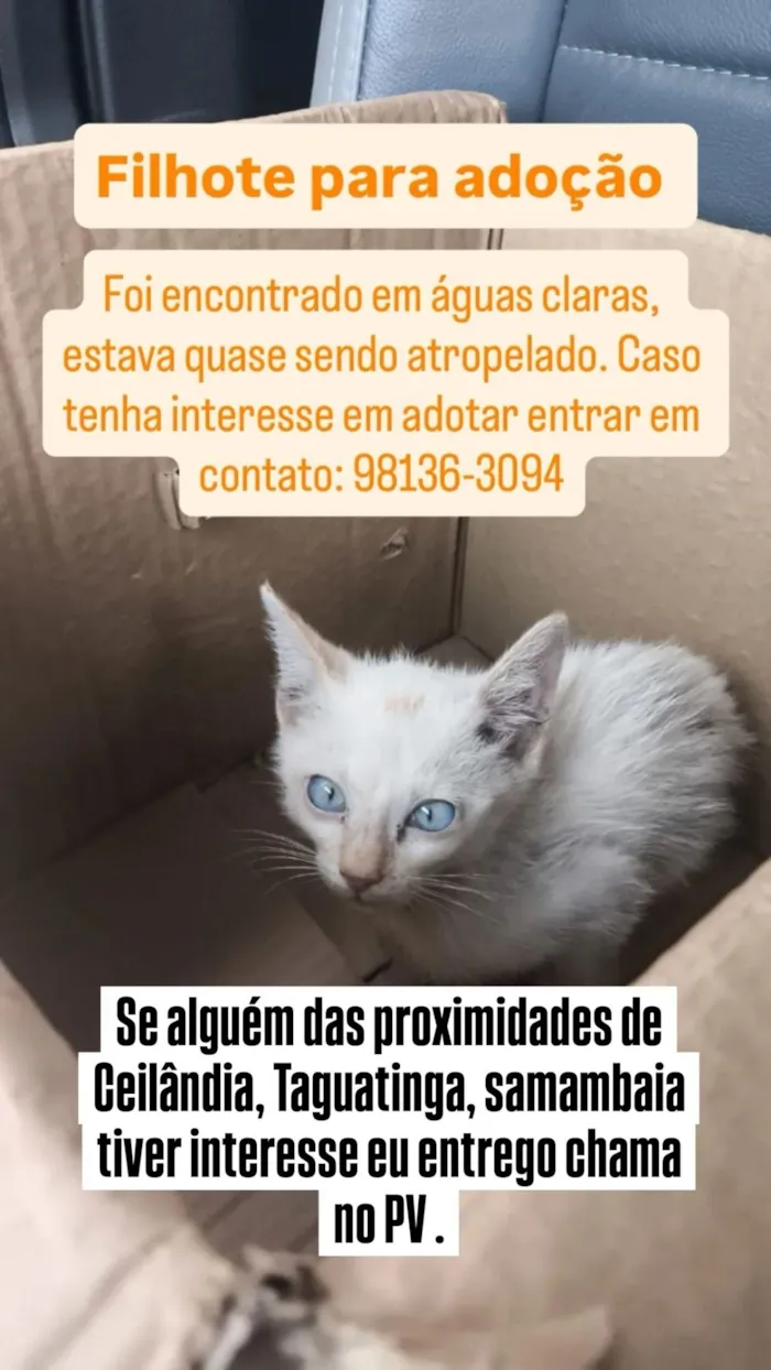 Gato raça SRD-ViraLata idade 2 a 6 meses nome WINDSON MIGUEL NORONHA DO NASCIMENTO