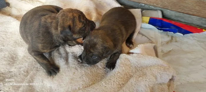 Cachorro raça SRD-ViraLata idade Abaixo de 2 meses nome 1 macho e 1 fêmea com 25 dias