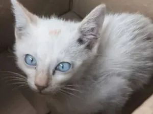 Gato raça SRD-ViraLata idade 2 a 6 meses nome WINDSON MIGUEL NORONHA DO NASCIMENTO