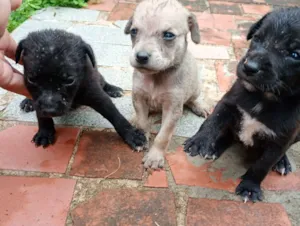Cachorro raça SRD-ViraLata idade Abaixo de 2 meses nome Cachorro 