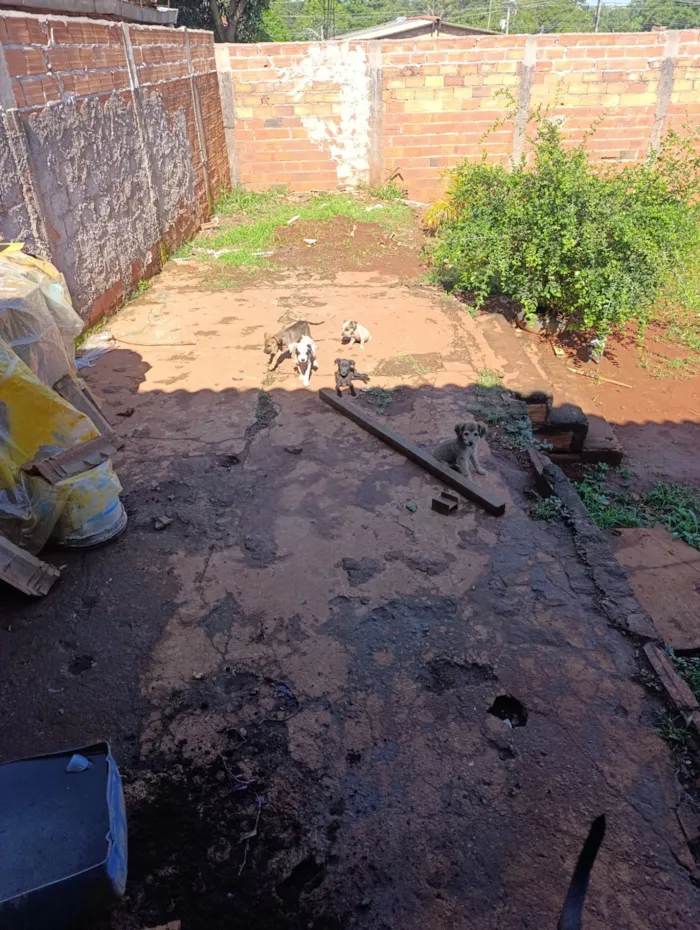 Cachorro raça SRD-ViraLata idade 2 a 6 meses nome Sem nome 