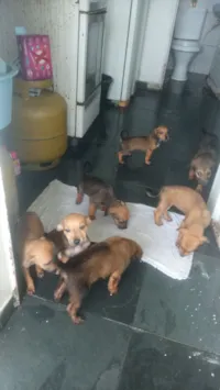 Cachorro raça SRD-ViraLata idade 2 a 6 meses nome Sem nome