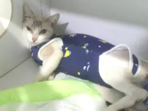 Gato raça SRD-ViraLata idade 1 ano nome Princesa