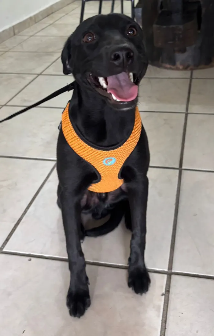 Cachorro raça SRD-ViraLata idade 7 a 11 meses nome Negresco 