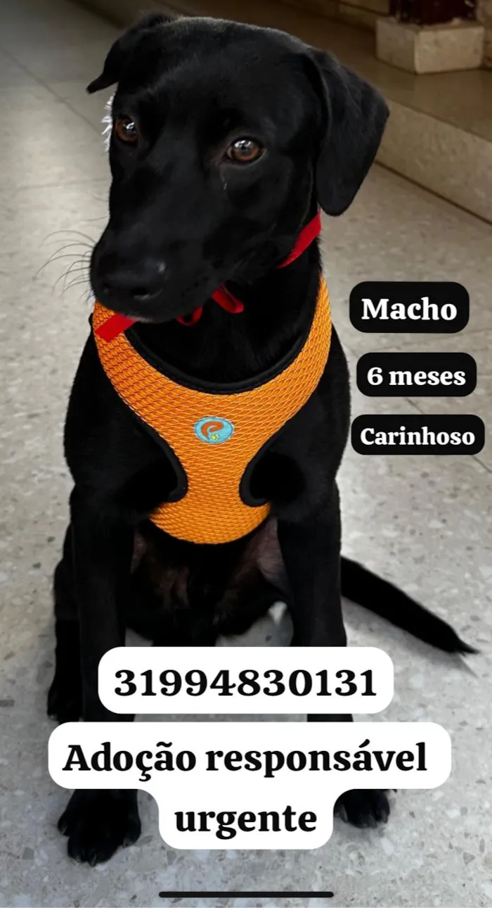 Cachorro raça SRD-ViraLata idade 7 a 11 meses nome Negresco 