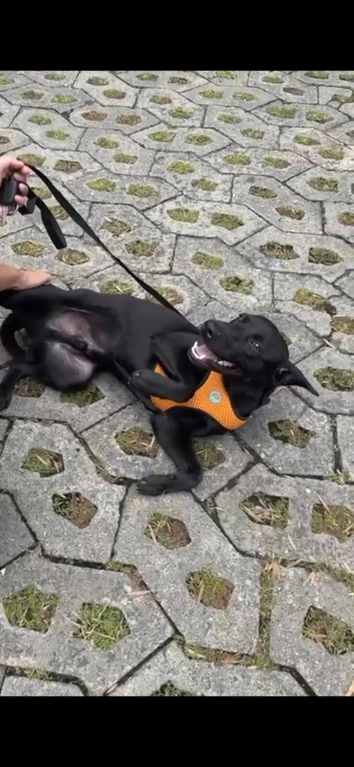 Cachorro raça SRD-ViraLata idade 7 a 11 meses nome Negresco 