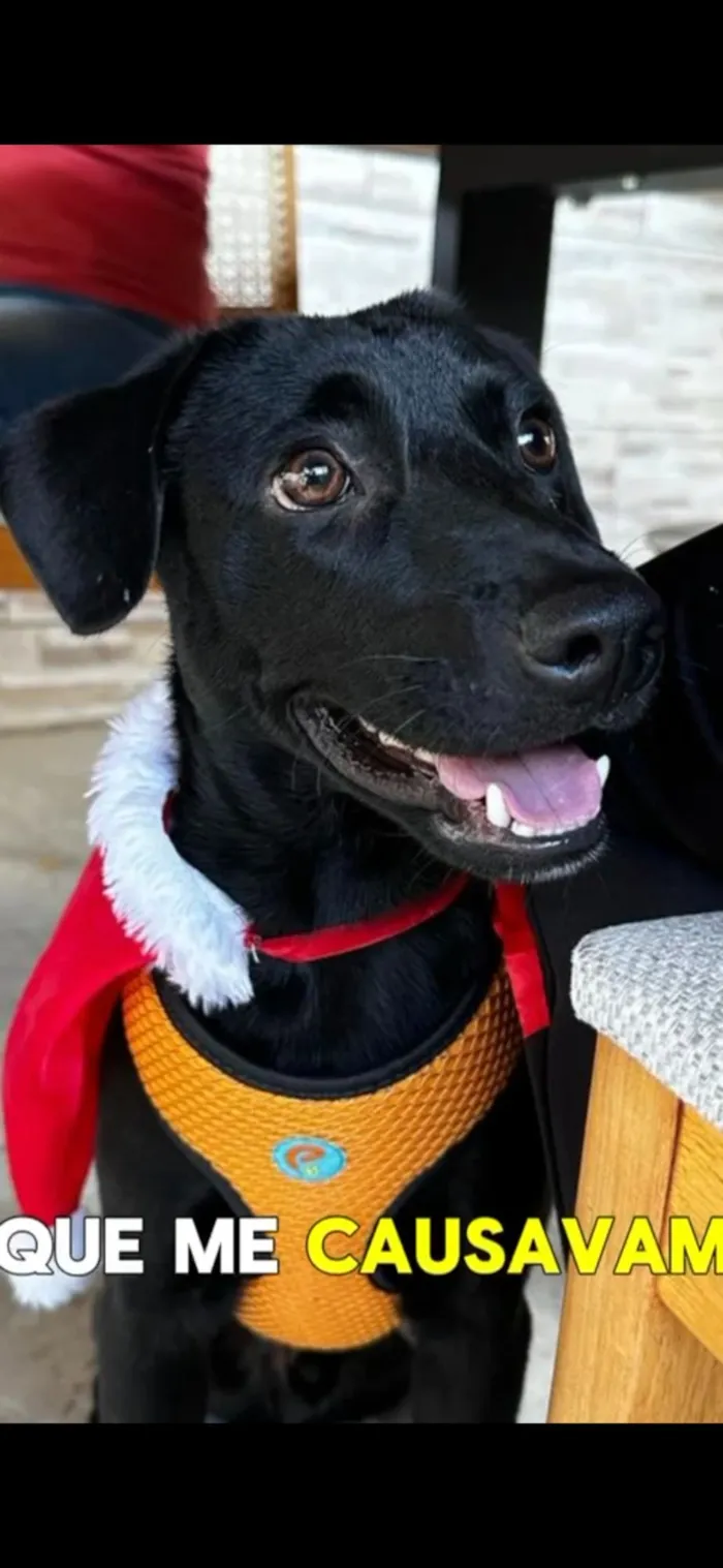 Cachorro raça SRD-ViraLata idade 7 a 11 meses nome Negresco