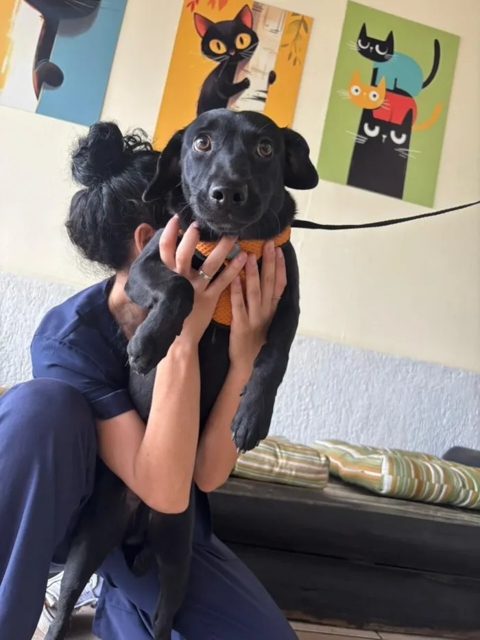 Cachorro raça SRD-ViraLata idade 7 a 11 meses nome Negresco