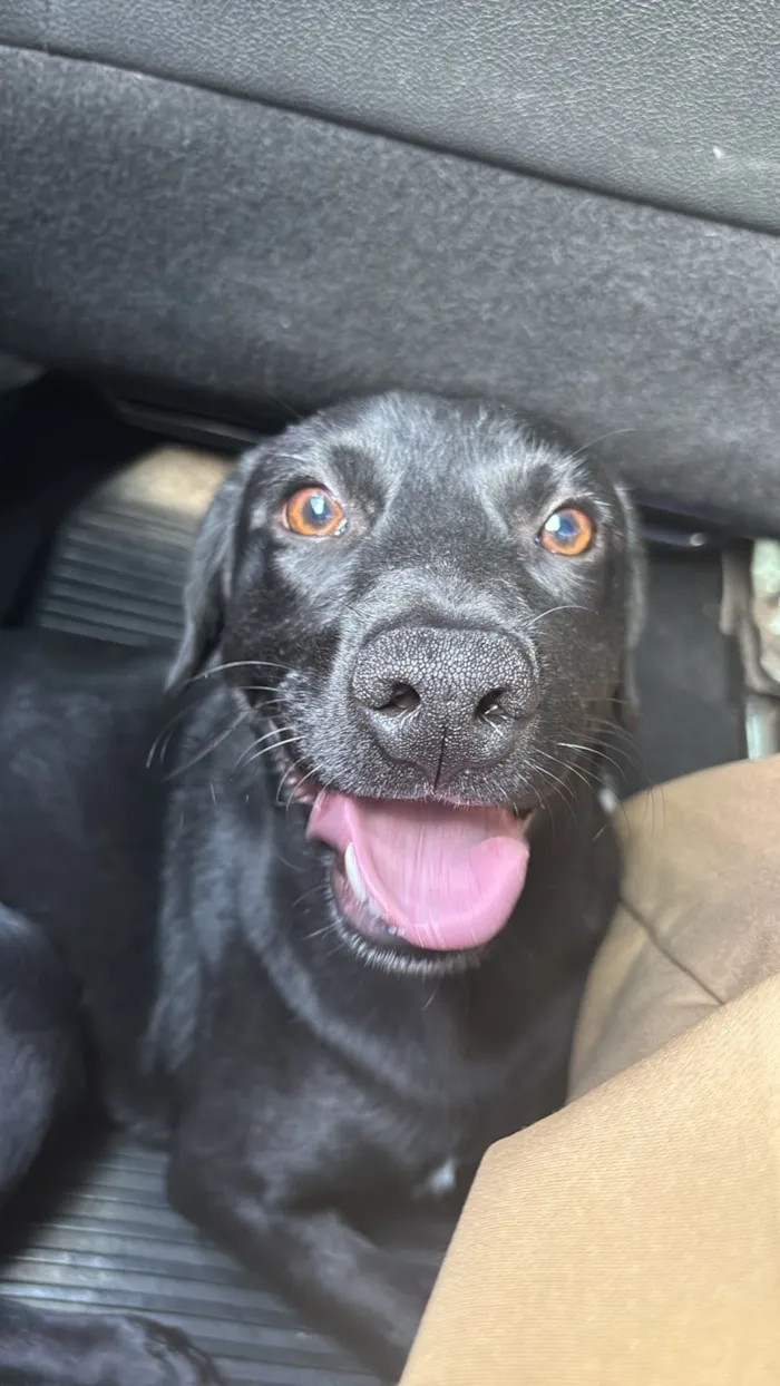 Cachorro raça SRD-ViraLata idade 7 a 11 meses nome Negresco