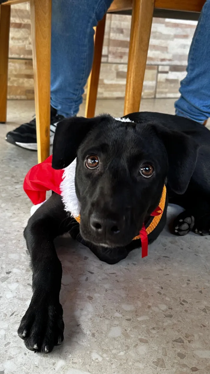 Cachorro raça SRD-ViraLata idade 7 a 11 meses nome Negresco