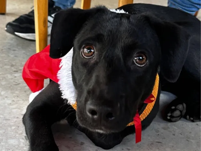 Cachorro raça SRD-ViraLata idade 7 a 11 meses nome Negresco