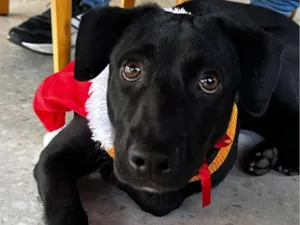 Cachorro raça SRD-ViraLata idade 7 a 11 meses nome Negresco 