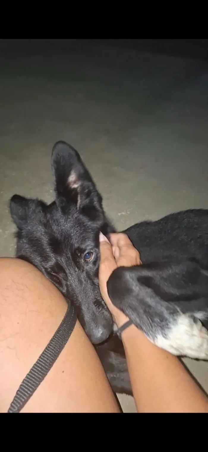 Cachorro raça SRD-ViraLata idade 1 ano nome Onix