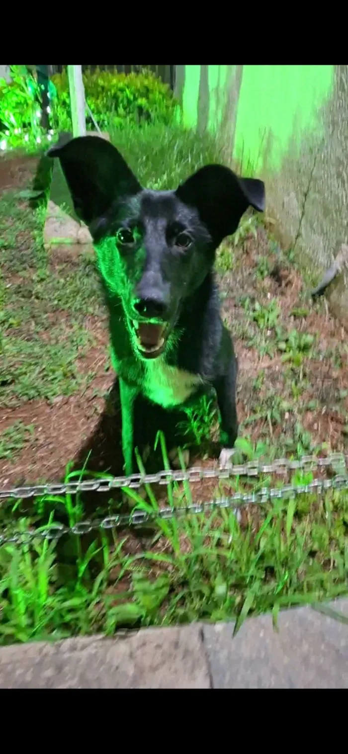 Cachorro raça SRD-ViraLata idade 1 ano nome Onix