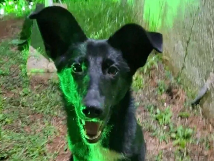 Cachorro raça SRD-ViraLata idade 1 ano nome Onix