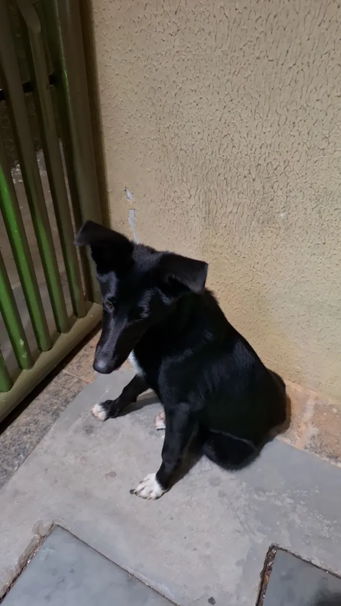 Cachorro raça SRD-ViraLata idade 1 ano nome Onix