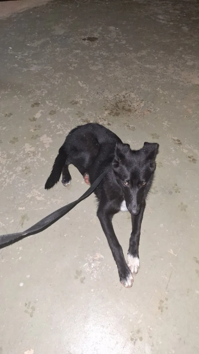 Cachorro raça SRD-ViraLata idade 1 ano nome Onix