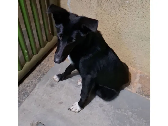 Cachorro raça SRD-ViraLata idade 1 ano nome Onix