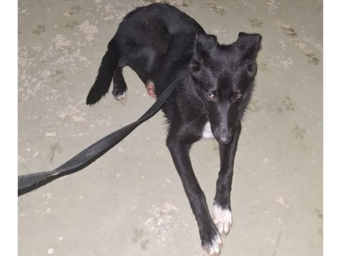 Cachorro raça SRD-ViraLata idade 1 ano nome Onix