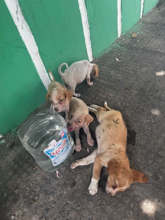 Cachorro raça SRD-ViraLata idade Abaixo de 2 meses nome Sem nome 