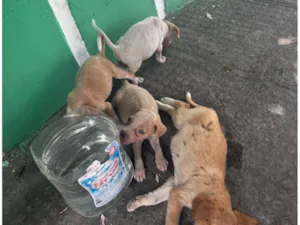 Cachorro raça SRD-ViraLata idade Abaixo de 2 meses nome Sem nome 