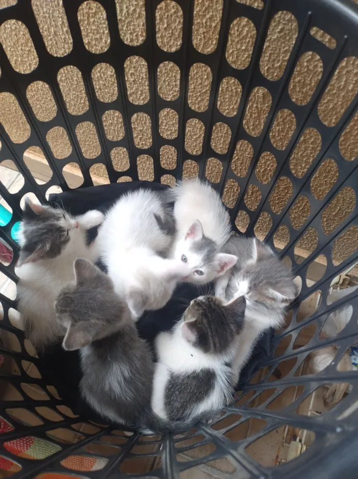 Gato raça SRD-ViraLata idade Abaixo de 2 meses nome Sandro Silva simino