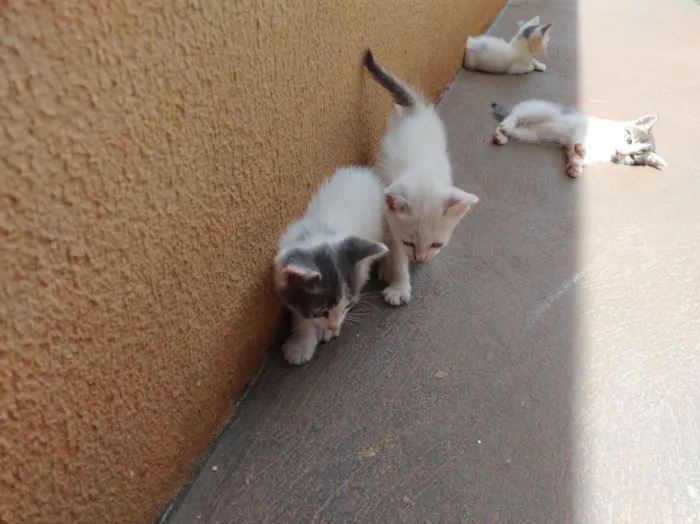 Gato raça SRD-ViraLata idade Abaixo de 2 meses nome Sandro Silva simino