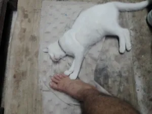Gato raça SRD-ViraLata idade 2 a 6 meses nome Slash 
