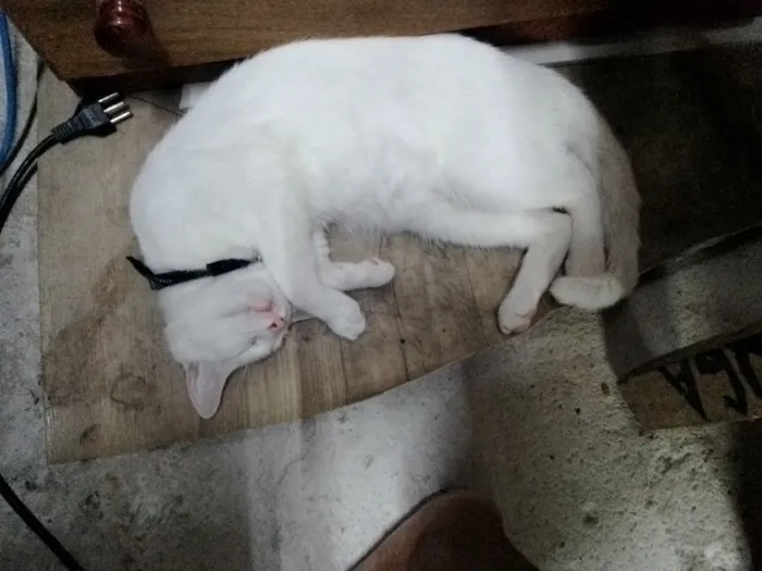 Gato raça SRD-ViraLata idade 2 a 6 meses nome Slash 