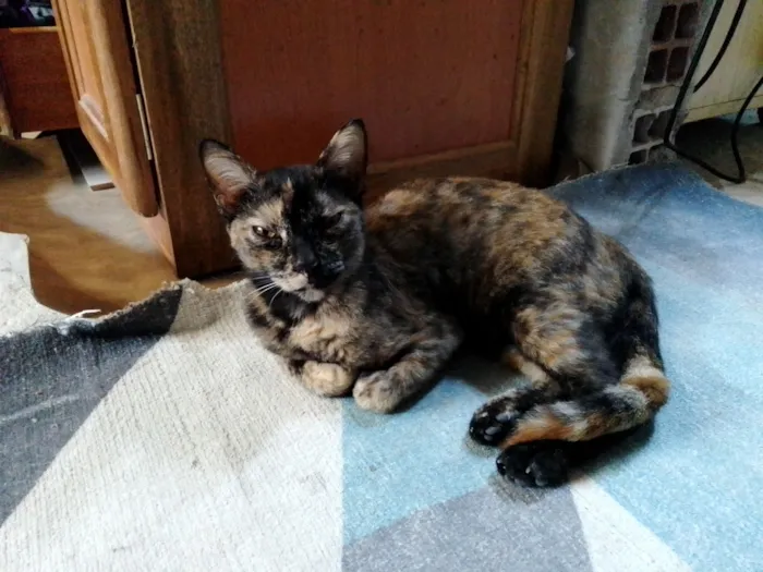 Gato raça SRD-ViraLata idade 2 a 6 meses nome Lady