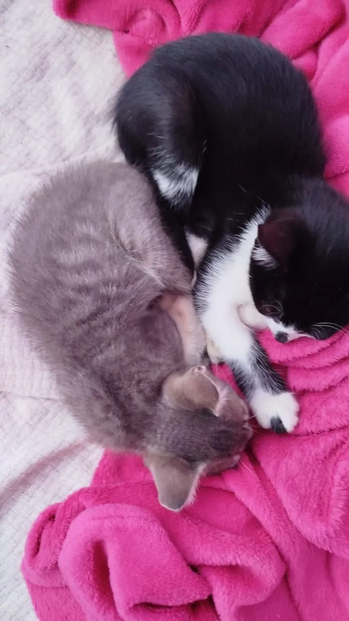 Gato raça SRD-ViraLata idade 2 a 6 meses nome Nube e Pixel