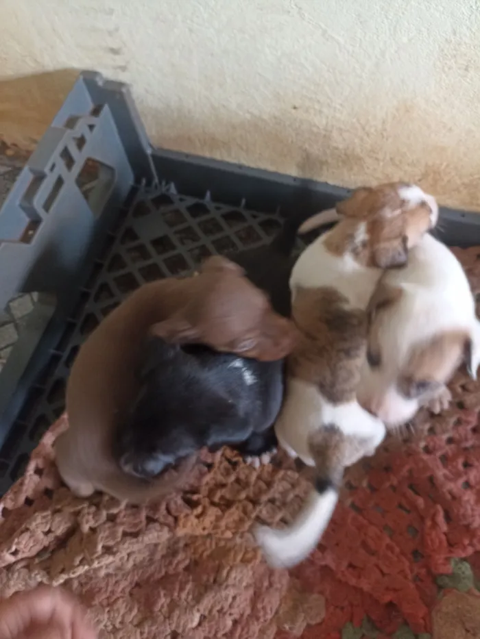 Cachorro raça SRD-ViraLata idade Abaixo de 2 meses nome Sem nomes