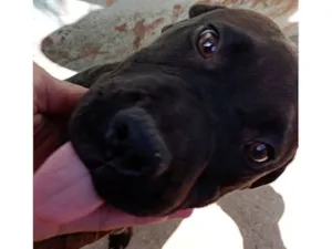 Cachorro raça SRD-ViraLata idade 7 a 11 meses nome Mufasa