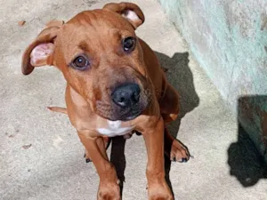 Cachorro raça SRD-ViraLata idade 7 a 11 meses nome Marley 