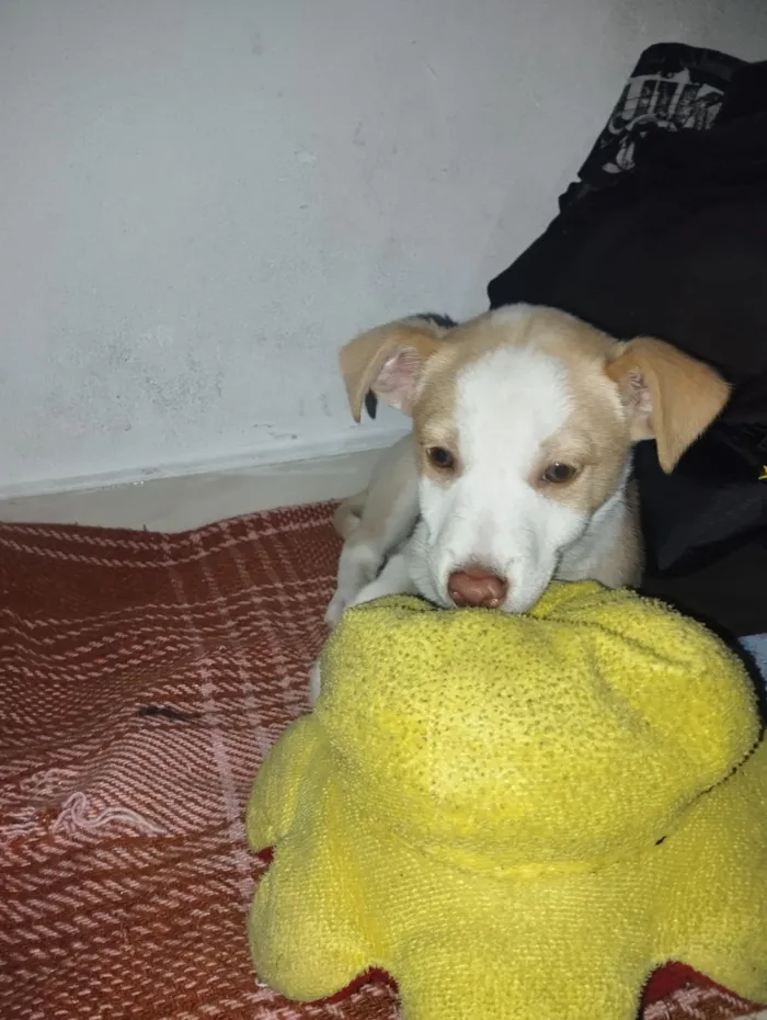 Cachorro raça SRD-ViraLata idade 2 a 6 meses nome Ludovico 