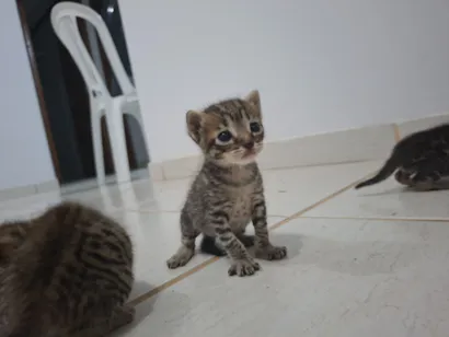 Gato raça SRD-ViraLata idade Abaixo de 2 meses nome Gatinhos