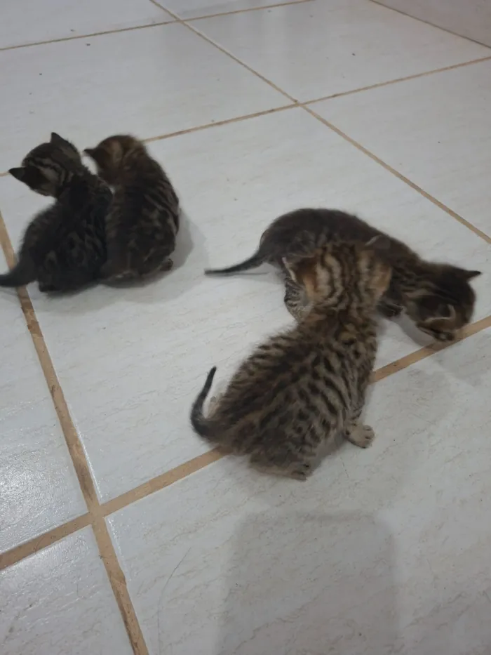 Gato raça SRD-ViraLata idade Abaixo de 2 meses nome Gatinhos