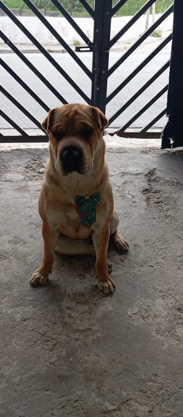 Cachorro raça Shar Pei idade 2 anos nome Granada 