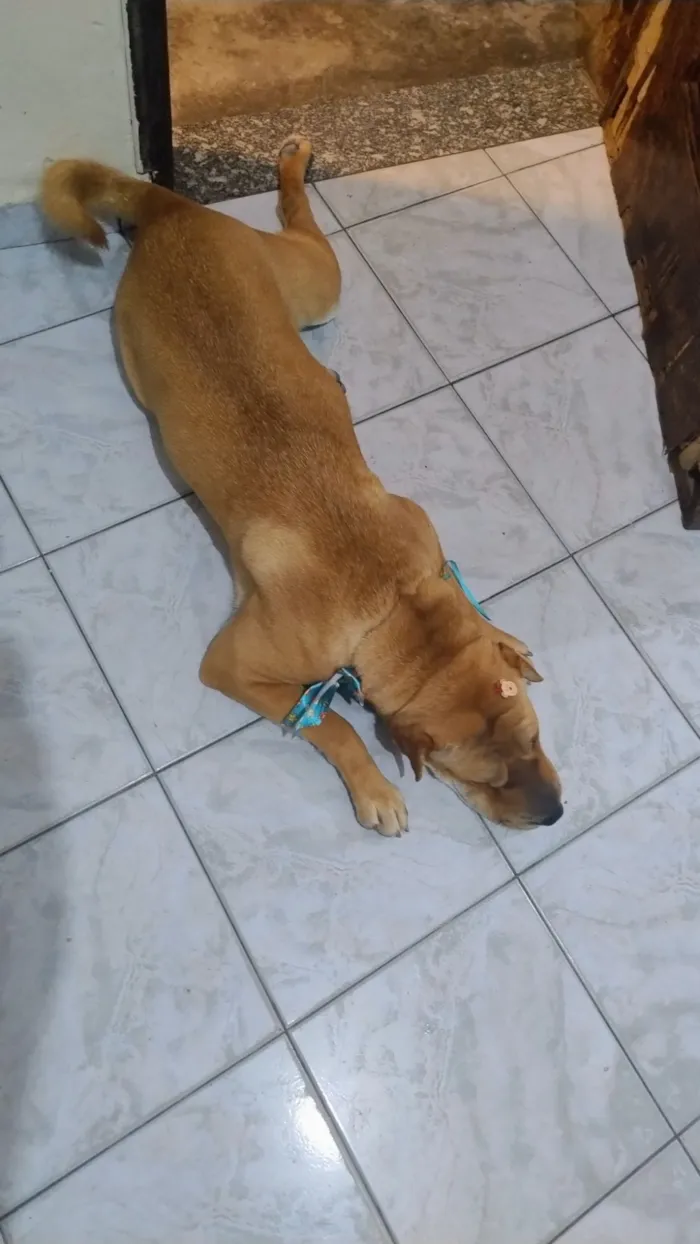 Cachorro raça Shar Pei idade 2 anos nome Granada 