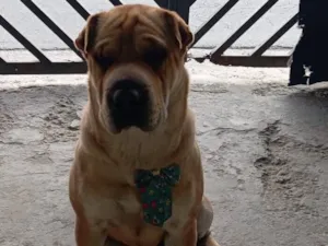 Cachorro raça Shar Pei idade 2 anos nome Granada 