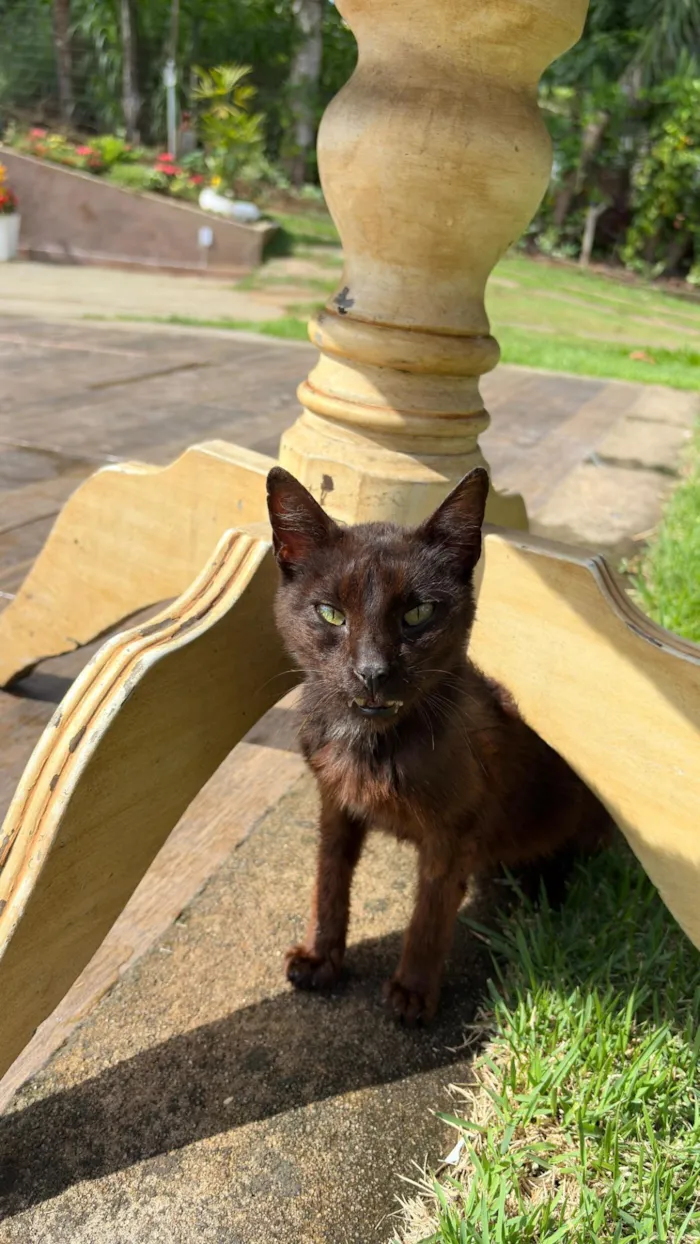 Gato raça SRD-ViraLata idade 7 a 11 meses nome Sem nome