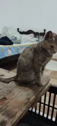 Gato raça SRD-ViraLata idade 2 a 6 meses nome Sem nome deficnido