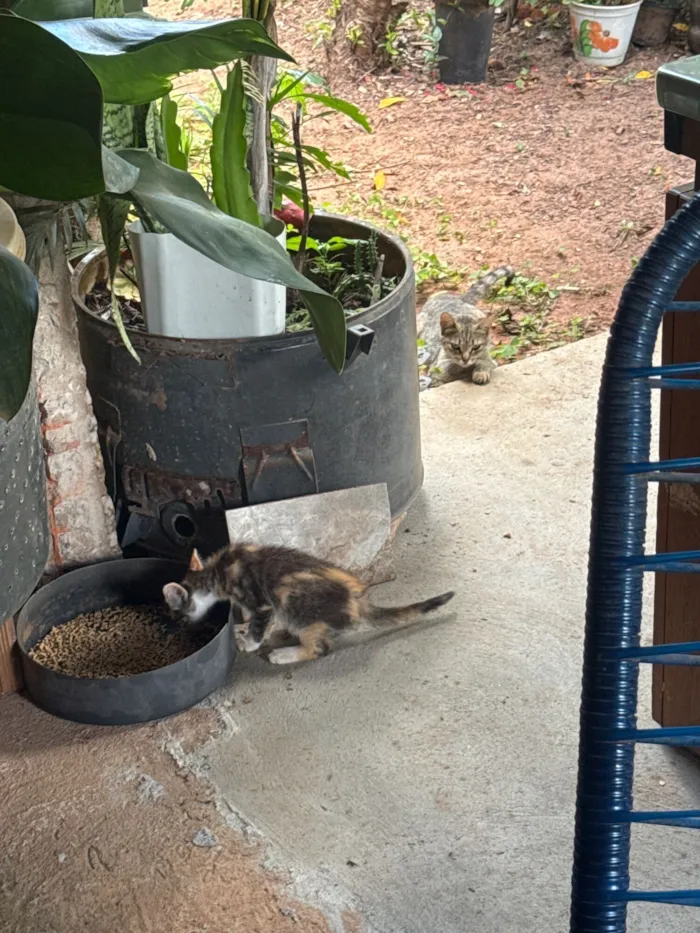 Gato raça SRD-ViraLata idade 2 a 6 meses nome Sem nome 