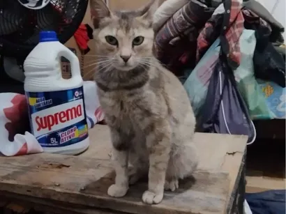 Gato raça SRD-ViraLata idade 2 a 6 meses nome Sem nome deficnido